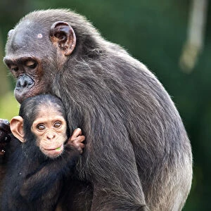 Infant Chimpanzee (Pan troglodytes troglodytes), aged 7 months, clinging onto its mother, Conkouati-Douli National Park, Republic of Congo, Africa