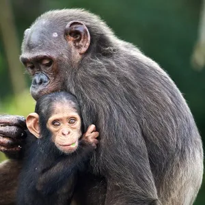 Infant Chimpanzee Print: 7-month-old clinging to its mother Infant Chimpanzee Print: 7-month-old clinging to its mother