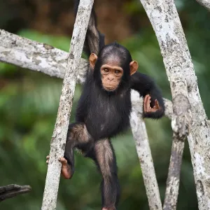 Infant Chimpanzee Print: Tree Climbing Scene Infant Chimpanzee Print: Tree Climbing Scene