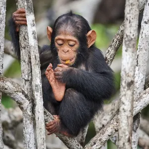 Infant Chimpanzee (Pan troglodytes troglodytes) sitting in mangrove tree eating fruit, Conkouati-Douli National Park, Republic of Congo, Africa Infant Chimpanzee (Pan troglodytes troglodytes) sitting in mangrove tree eating fruit, Conkouati-Douli National Park, Republic of Congo, Africa