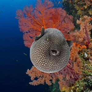 An inflated Guineafowl pufferfish (Arothron meleagris) in front of sea fans (Gorgonia sp. ) on a reef wall, Fiji, Pacific Ocean