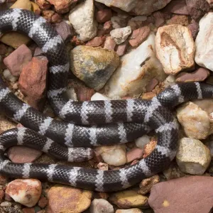 Adelaide River Intermediate Bandy-Bandy Snake Print Adelaide River Intermediate Bandy-Bandy Snake Print