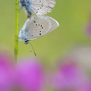 Iolas blue butterfly (Iolana iolas) pair mating, Aosta Valley, Gran Paradiso National Park, Italy Iolas blue butterfly (Iolana iolas) pair mating, Aosta Valley, Gran Paradiso National Park, Italy