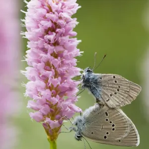 Iolas blue butterfly (Iolana iolas) pair mating on flowers, Aosta Valley, Gran Paradiso Iolas blue butterfly (Iolana iolas) pair mating on flowers, Aosta Valley, Gran Paradiso
