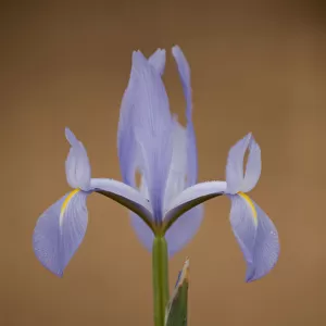 Iris (Iris sp) in flower, Doana National & Natural Park, Huelva Province, Andalusia