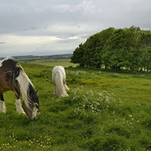 Irish Gypsy cob (Equus caballus) grey stallion and piebald mare grazing on rough