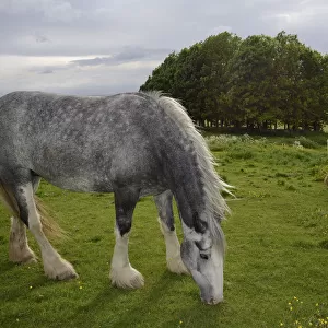 Two Irish Gypsy cob mares (Equus caballus), one dapple grey - grazing and one piebald