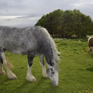 Two Irish Gypsy cob mares (Equus caballus), one dapple grey - grazing and one piebald