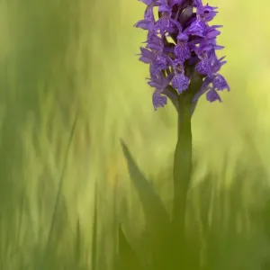 L'orchidée de marche irlandaise (Dactylorhiza majalis) en fleur, Sainte Marguerite, France, mai. L'orchidée de marche irlandaise (Dactylorhiza majalis) en fleur, Sainte Marguerite, France, mai.
