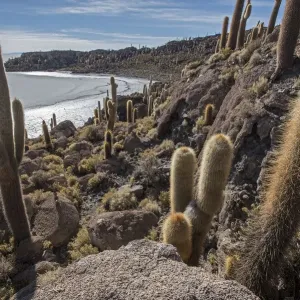 Isla / Island Incahuasi with cacti in the Salar de Uyuni salt flat, Altiplano, Bolivia Isla / Island Incahuasi with cacti in the Salar de Uyuni salt flat, Altiplano, Bolivia