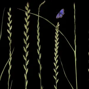 Italian Rye Grass Print with Silver Studded Blue Butterfly Italian Rye Grass Print with Silver Studded Blue Butterfly