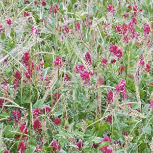 Italian sainfoin (Hedysarum coronarium) flowering in meadow, San Marino, May 2009