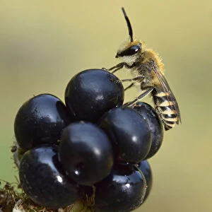 Ivy bee (Colletes hederae) new species to the UK in 2001. Male resting on Blackberry