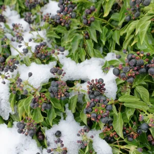Ivy berry clusters ripening on a Wiltshire hedgerow, UK Print
