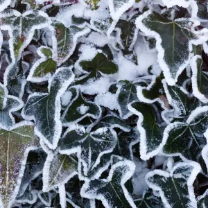 Ivy leaves (Hedera sp) in snow and heavy frost, Bradworthy, Devon, UK. December 2010 Ivy leaves (Hedera sp) in snow and heavy frost, Bradworthy, Devon, UK. December 2010
