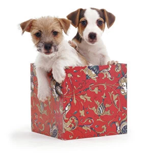 Jack-in-a-box - two Jack Russell Terrier puppies in box, one rough coated, one smooth coated
