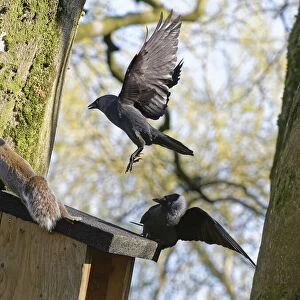 Jackdaw (Corvus monedula) pair chasing a Grey squirrel (Sciurus carolinensis) as it emerges from a nest box the birds want to nest in which is already occupied by the squirrel and its mate, Wiltshire, UK, March