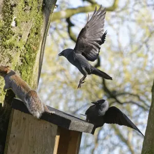 Il corvo monedula (Corvus monedula) coppia che insegue un scoiattolo grigio (Sciurus carolinensis) mentre esce da una cassetta nido che i uccelli vogliono occupare, ma è già occupata dallo scoiattolo e dalla sua compagna, Wiltshire, Regno Unito, marzo. Il corvo monedula (Corvus monedula) coppia che insegue un scoiattolo grigio (Sciurus carolinensis) mentre esce da una cassetta nido che i uccelli vogliono occupare, ma è già occupata dallo scoiattolo e dalla sua compagna, Wiltshire, Regno Unito, marzo.