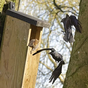 Jackdaw (Corvus monedula) pair dive bombing and harassing a Grey squirrel (Sciurus carolinensis) as it emerges from a nest box the birds want to nest in which is already occupied by the squirrel and its mate, Wiltshire, UK, March