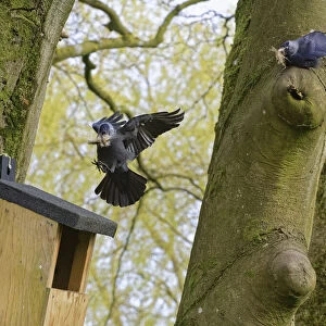 Jackdaw (Corvus monedula) pair returning with beakfuls of animal hair to line their nest after evicting a pair of Grey squirrels from the nest box, Wiltshire, UK, March