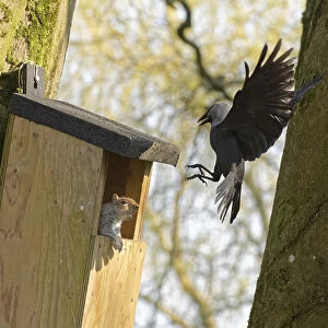Jackdaw (Corvus monedula) swooping down calling with claws raised to threaten a Grey squirrel (Sciurus carolinensis) in the entrance to a nest box the bird wants to nest in which is already occupied by the squirrel and its mate, Wiltshire, UK, March