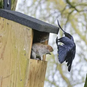 Il corvo monedula (Corvus monedula) si avvicina molto da vicino per minacciare una scoiattola grigia (Sciurus carolinensis) che sta nell'ingresso di un alloggio nido, l'uccello vuole nidificare in esso, il quale è già occupato dalla scoiattola e dal suo c Il corvo monedula (Corvus monedula) si avvicina molto da vicino per minacciare una scoiattola grigia (Sciurus carolinensis) che sta nell'ingresso di un alloggio nido, l'uccello vuole nidificare in esso, il quale è già occupato dalla scoiattola e dal suo c