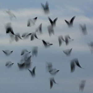 Jackdaws (Corvus monedula) abstract view of flock in flight, Derbyshire, UK, December
