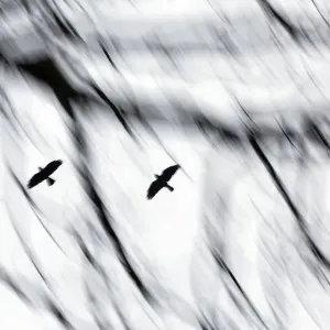 Jackdaws in flight, motion blurred print Jackdaws in flight, motion blurred print