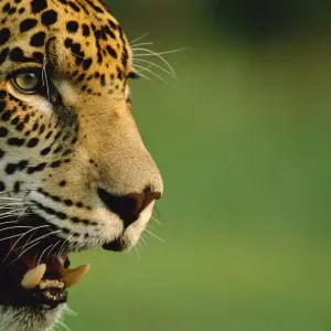 Jaguar Head Profile Print Jaguar Head Profile Print