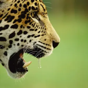Jaguar juvenile male head profile Print Jaguar juvenile male head profile Print