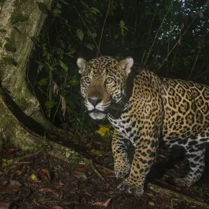 Jaguar (Panthera onca) camera trap image, Tortuguero National Park, Costa Rica Jaguar (Panthera onca) camera trap image, Tortuguero National Park, Costa Rica