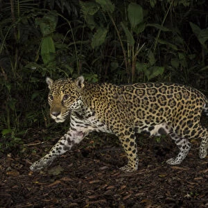 Jaguar (Panthera onca) camera trap image, Tortuguero National Park, Costa Rica