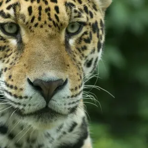 Jaguar (Panthera onca) close-up head portrait, captive Jaguar (Panthera onca) close-up head portrait, captive