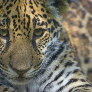 Jaguar (Panthera onca) cub, aged five months, captive, occurs in Southern and Central Jaguar (Panthera onca) cub, aged five months, captive, occurs in Southern and Central