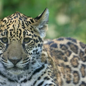 Jaguar (Panthera onca) cub, aged five months, captive, occurs in Southern and Central