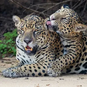 Jaguar (Panthera onca) cub licking its mother, Cuaiba River, Pantanal wetlands, Mato Grosso, Brazil Jaguar (Panthera onca) cub licking its mother, Cuaiba River, Pantanal wetlands, Mato Grosso, Brazil