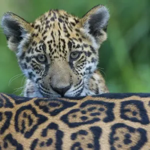 Jaguar (Panthera onca) cub looking over its mothers back, captive, occurs in Southern Jaguar (Panthera onca) cub looking over its mothers back, captive, occurs in Southern