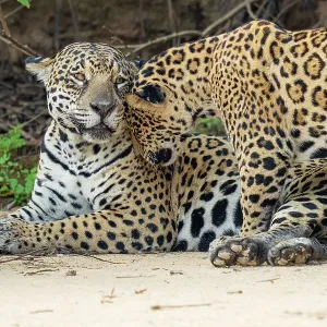 Jaguar (Panthera onca) cub nuzzling its mother, Cuaiba River, Pantanal wetlands, Mato Grosso, Brazil Jaguar (Panthera onca) cub nuzzling its mother, Cuaiba River, Pantanal wetlands, Mato Grosso, Brazil