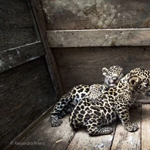 Two Jaguar (Panthera onca) cubs in a wooden crate after being rescued, Campeche, Mexico