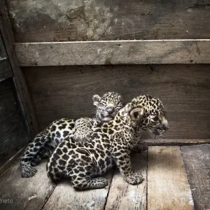 Two Jaguar (Panthera onca) cubs in a wooden crate after being rescued, Campeche, Mexico