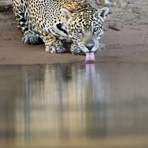 Jaguar (Panthera onca) drinking from the rivers edge, Mato Grosso, Pantanal, Brazil