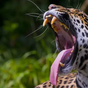 Captive Jaguar Female Yawning Print Captive Jaguar Female Yawning Print