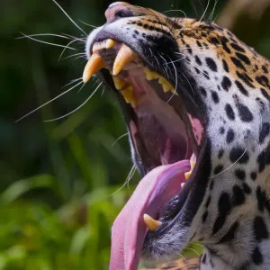Captive Jaguar Female Yawning Print Captive Jaguar Female Yawning Print