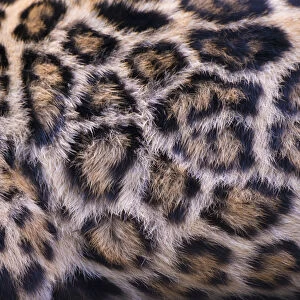 Jaguar (Panthera onca) fur pattern of female adult, native to Southern and Central America