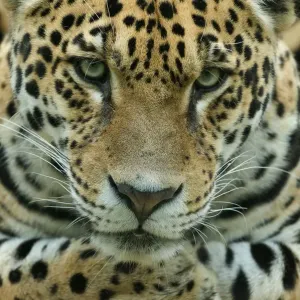 Captive Jaguar Head Print Captive Jaguar Head Print
