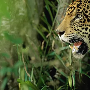 Jaguar {Panthera onca} head profile, captive Pantanal, Brazil