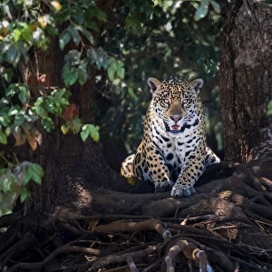 Jaguar (Panthera onca) lying on tree roots, portrait. Mato Grosso, Pantanal, Brazil
