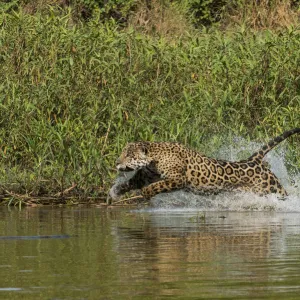 Jaguar (Panthera onca) male, chasing a Caiman. Cuiaba River, Pantanal Matogrossense National Park