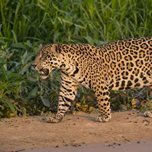Jaguar (Panthera onca) male walking and snarling, Pantanal, Brazil