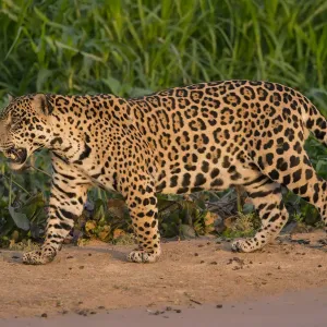 Jaguar Print: Pantanal Male Walking and Snarling Jaguar Print: Pantanal Male Walking and Snarling